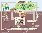 Diagram of the nitrogen                         cycle