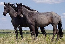 Two Nokota horses standing in open grassland with rolling hills and trees visible in the background.