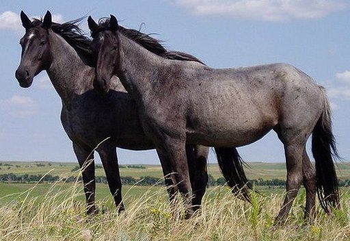 Two Nokota horses standing in open grassland with rolling hills together with trees visible in a background.