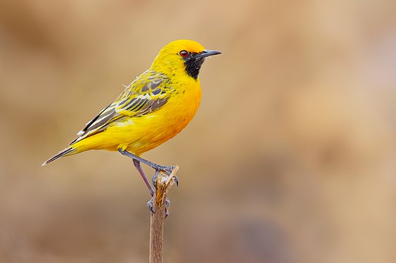 Orange chat on Lake Cargelligo, Australia, created by JJ Harrison and nominated by MER-C.