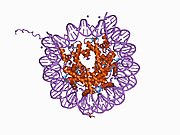 1aoi: Kompleks nukleozoma (H3,H4,H2A,H2B) i 146 BP dugačkog DNK fragmenta