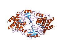 Image illustrative de l’article Tyrosine kinase de Bruton