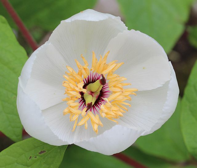 Paeoniaceae