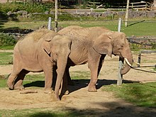 Paignton , Paignton Zoo, Elephants - geograph.org.uk - 1484811.jpg