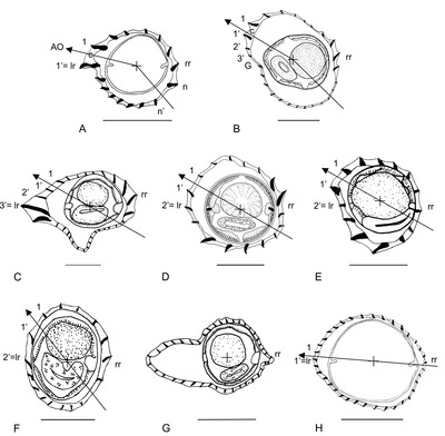 Synlofen bij verschillende rondwormen uit het geslacht Odilia. Dwarsdoorsnede middengedeelte van het lichaam. afkortingen in de afbeeldingen: 1, 1’, 2’, 3’: ribbels 1, 1’, 2’, 3’; AO: orientatie-as van de ribbels; c: hellingshoek of spoed; G: inkeping; lr: linkse ribbel; n: laatst dorsale (rugzijde) ribbel; n’: laatste ventrale (buikzijde) ribbel; rr: rechtse ribbel. Maatatreepjes: 50 mm.