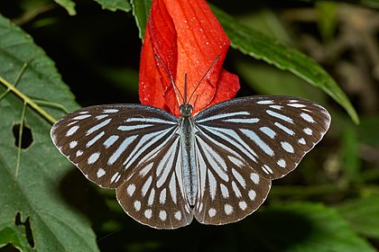 Fêmea de Pareronia hippia, uma espécie de borboleta da família das pierídeas, encontrada na Índia. (definição 6 000 × 4 000)