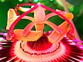 Meeldrade van ’n passieblom (Passiflora caerulea) met hul interessante simmetrie.