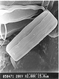 pennate diatom