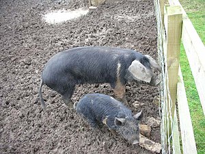 English: Pigs in Mud A sow and piglet on the n...