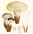 P. eryngii var. ferulae