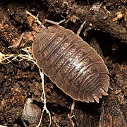 Porcellio dilatatus