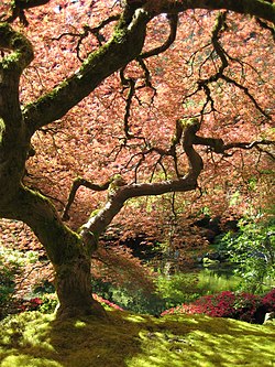 Sebuah pohon Maple Jepang (Acer palmatum) di Taman Jepang Portland, Oregon, Amerika Serikat.