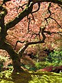 18. Ujjas juhar (Acer palmatum) a Portlandi Japánkertben (javítás)/(csere)