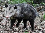 Opossum della Virginia