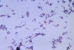 チオグリコレート培地の上で増殖するPropionibacterium acnes