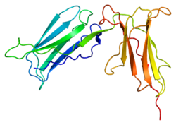 Белок KIR2DL1 PDB 1b6u.png