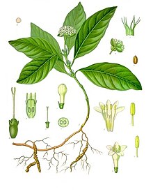 Psychotria ipecacuanha - Köhler – s Medizinal-Pflanzen-251.jpg