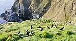 Puffin Party IMG 3348 (19674441423) .jpg