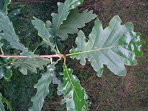 Quercus-robur.JPG