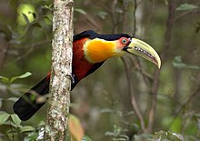 Ramphastos dicolorus -São Paulo-SP, Brasil-8.jpg