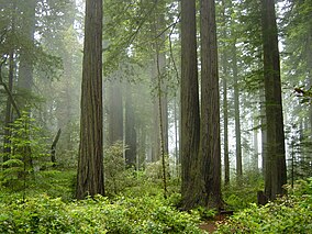 Национальный парк Редвуд, туман в лесу.jpg