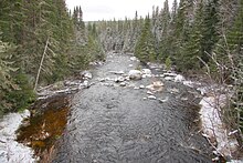 White spruce growing in the riparian zone of the Sautauriski River, Quebec Riviere Sautauriski PJC.jpg