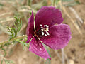 Roemeria hybrida, il papavero viola o roemeria, è spontaneo in poche località del centro-nord; il frutto è simile a quello del genere Glaucium