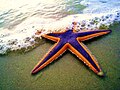 Kraljevska morska zvijezda na plaži