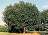 Laurierwilg (Salix pentandra)