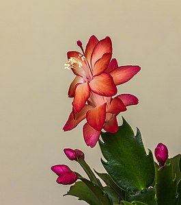 Schlumbergera, Божићни кактус. Познат је под овим називом због времена у којем цвета, најчешће у децембру. Цвет Божићног кактуса може бити беле, црвене, наранџасте или розе боје