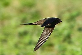 Scarce Swift (Q1266075)