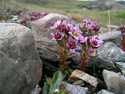 Sedum villosum