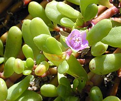 Sesuvium portulacastrum