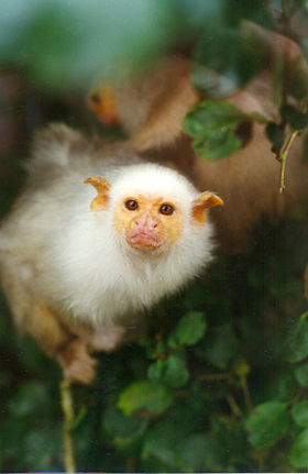 Sagui-branco (Mico argentatus)