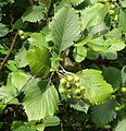 Kordigast-Mehlbeere (Sorbus cordigastensis)