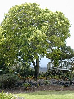 Kamforarbo, Cinnamomum camphora