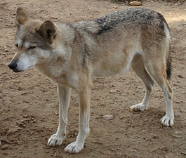 Canis lupus arabs