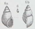 Afbeelding bij de originele beschrijving van het holotype[1]