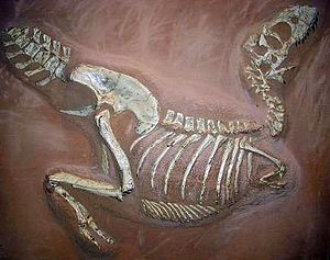 Tarbosaurus museum Muenster