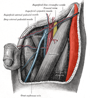 Tensor_fasciae_latae muscle