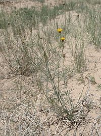 Thelesperma megapotamicum habitus.jpg