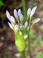 Allium à Torosay