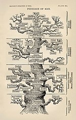Tree of life by Haeckel.jpg