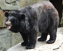 Ursus thibetanus ussuricus.JPG