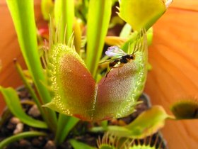 File:Venus Fly Trap Eating Compilation Scott's Revenge On The Caterpillars.ogv