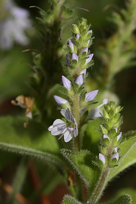 Lægeærenpris (Veronica officinalis) Foto: Walter Siegmund.