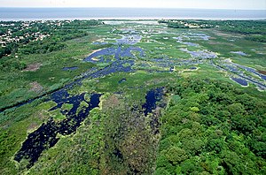 The wetlands of Cape May, New Jersey, U.S. comprise an extensive hydrological network that makes them an ornithologically important location to study the many birds which use the preserve as a place to nest. Wetlands Cape May New Jersey.jpg