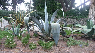 Agave americana.