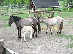 Коники польські (урочище Мочари)