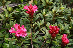 0 Rhododendron ferrugineum - Vallorcine (1).JPG